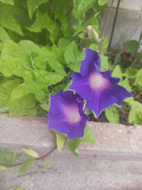 Morning Glory Blue Picotee – Climbing Flower Seeds