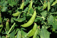 Sugar Snap Pea – Garden Flower Seeds for Planting