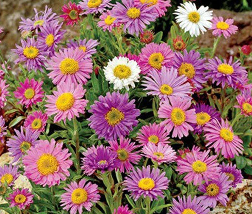 Aster Aster Alpinus – Alpine Mixed Color Flower Seeds