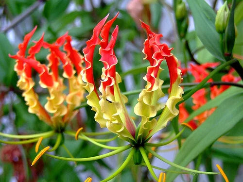 Glory Vine Gloriosa Superba – Climbing Flame Lily Garden Flower Seeds