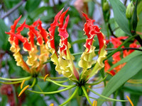 Glory Vine Gloriosa Superba – Climbing Flame Lily Garden Flower Seeds