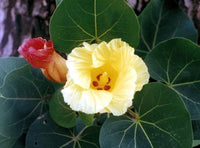 Thespesia Populnea Seeds Flower Seeds for your garden