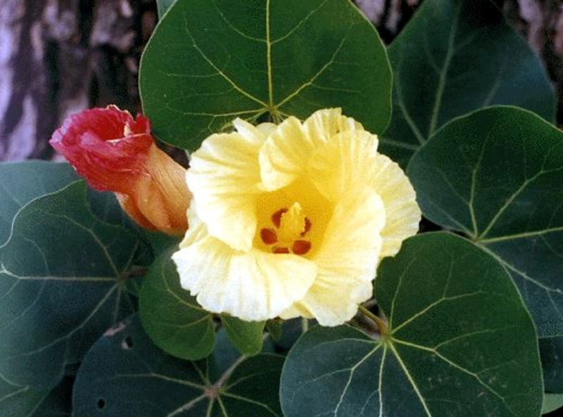 Thespesia Populnea Seeds Flower Seeds for your garden