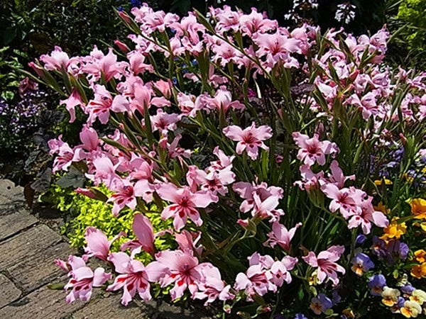 Gladiolus Carneus – Flower Seeds