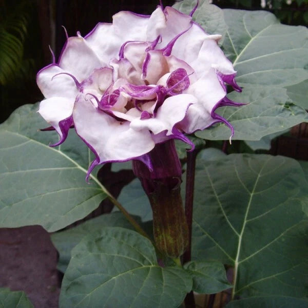 Datura Metel Double Purple – Devil’s Trumpet Seeds