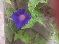 Morning Glory Blue Picotee – Hardy Climbing Flower Seeds