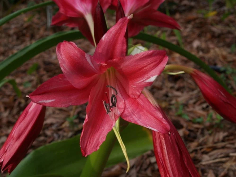 Crinum Lily Lorraine Clark Jumbo Blooming-Size Bulb New