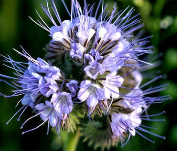 Lacy Phacelia Phacelia Tanacetifolia Perennial Wildflower Seeds