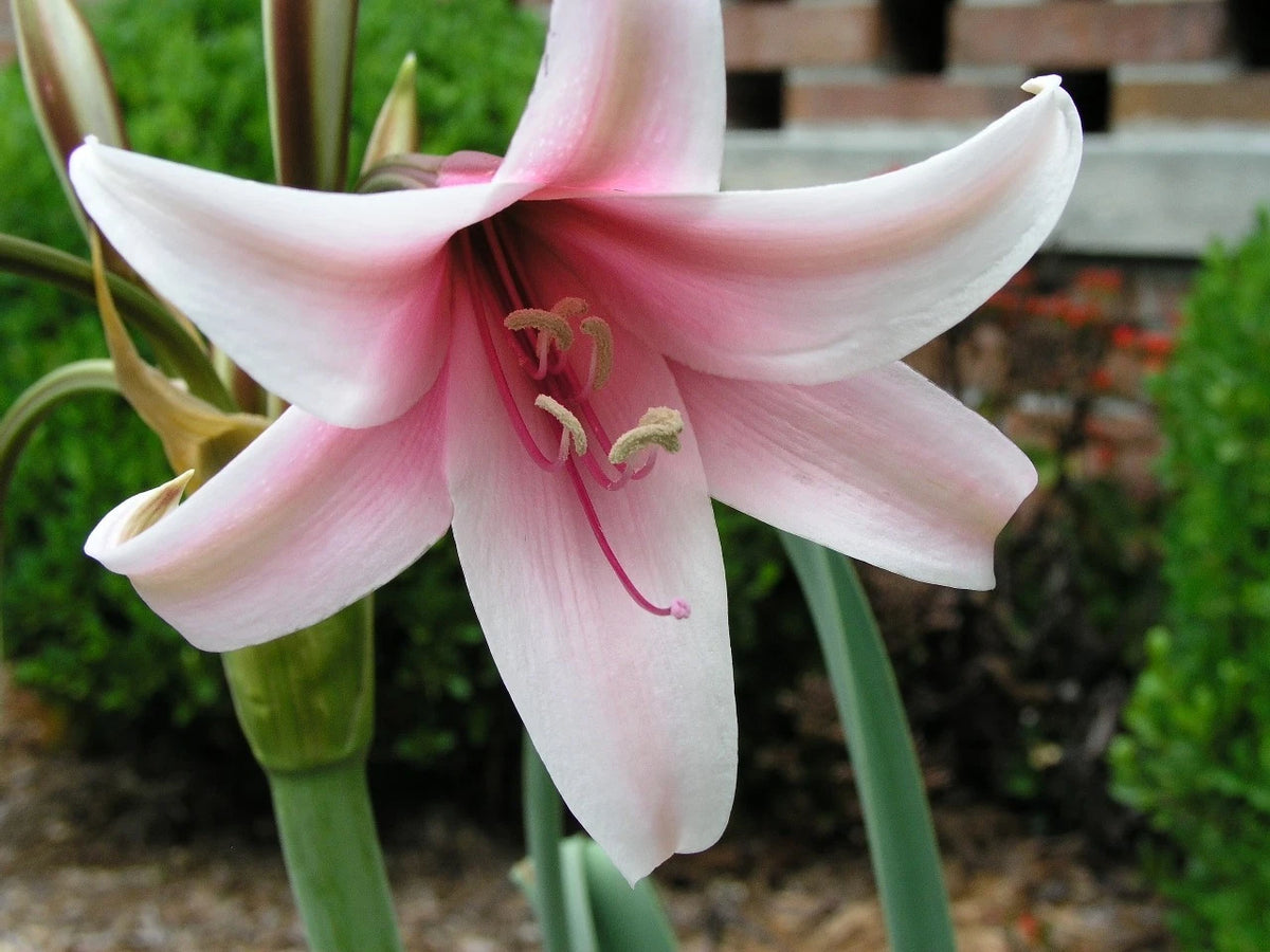 Crinum Lily Bulbispermum – Garden Flower Seeds for Planting