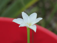 Rain Lily Zephyranthes Chlorosolen Habranthus - Flower Seeds