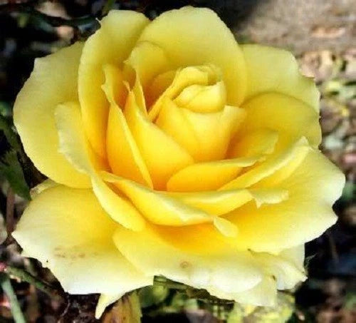 Bag Rose Seeds Mix Rose Seeds Beautiful Perennial Flowers - Colorful