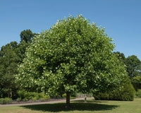 Tulip Poplar – Flower Seeds