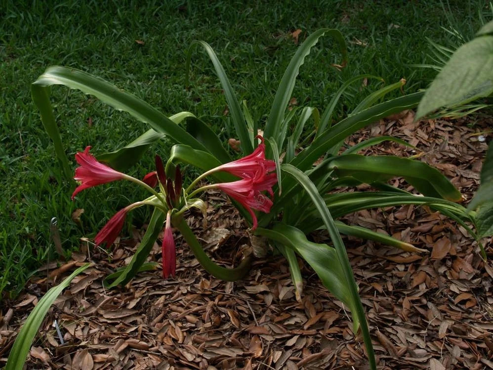 Crinum Lily Lorraine Clark Medium-Size Bulb New