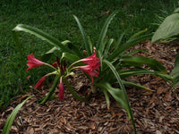 Crinum Lily Lorraine Clark Medium-Size Bulb New