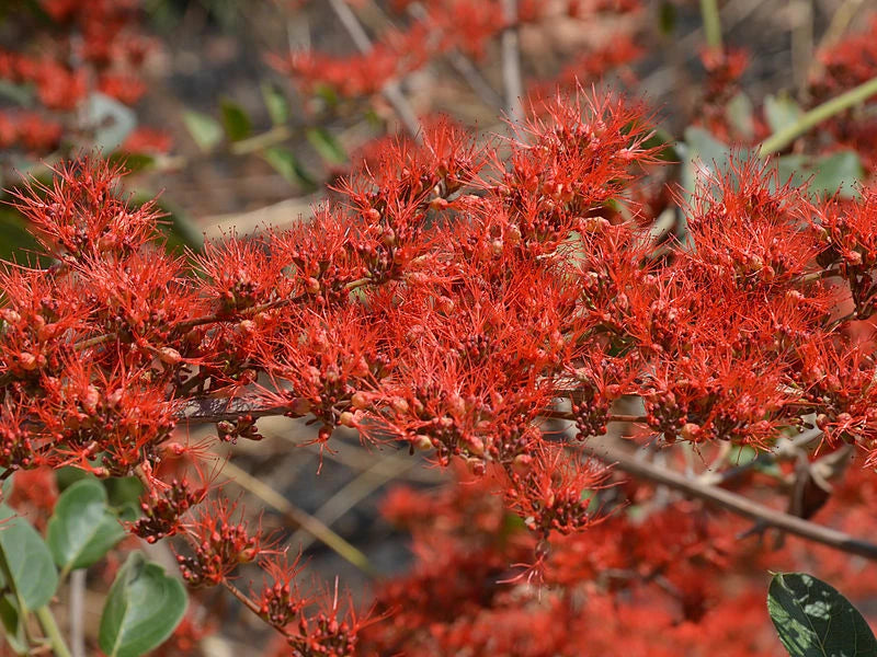Combretum Microphyllum – Flame Creeper Climbing Shrub Seeds