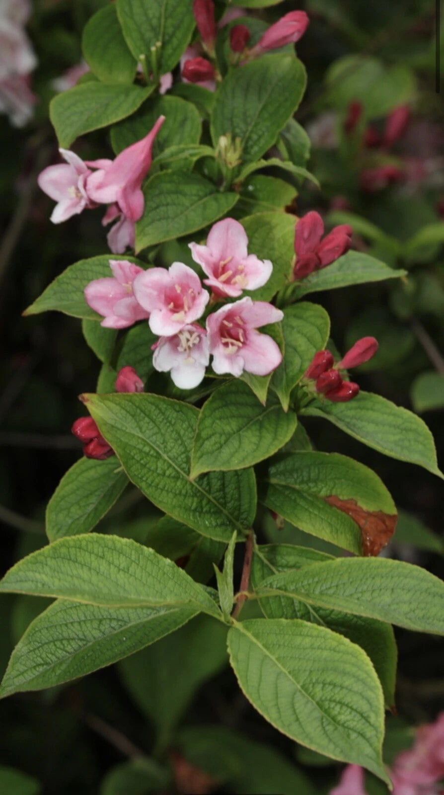 Old Fashioned Weigela – Colorful Flowering Bush Shrub Seeds