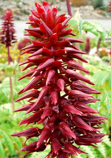 Melianthus Major Fragrant Giant Honey Bush Shrub Seeds