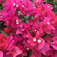 Mixed Color Flower Seeds – Garden and Balcony Flower Plants