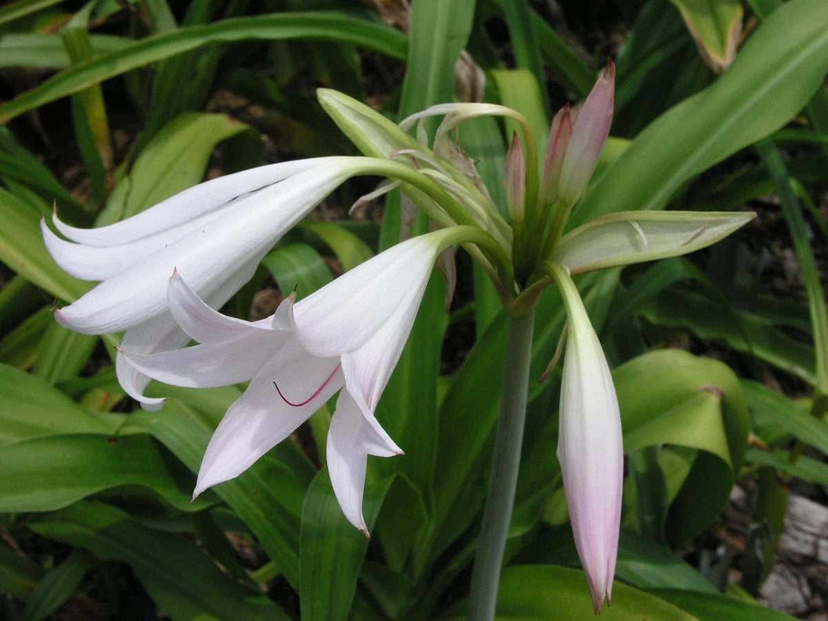 Crinum Lily Maidens – Fragrant Flower Seeds