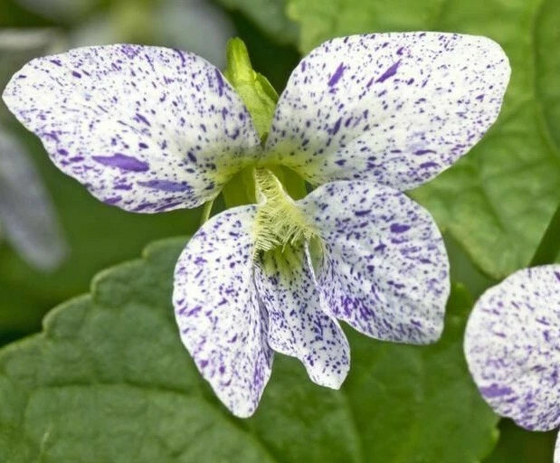 Freckled Blue Violet Viola Sororia Native Perennial Flower Seeds