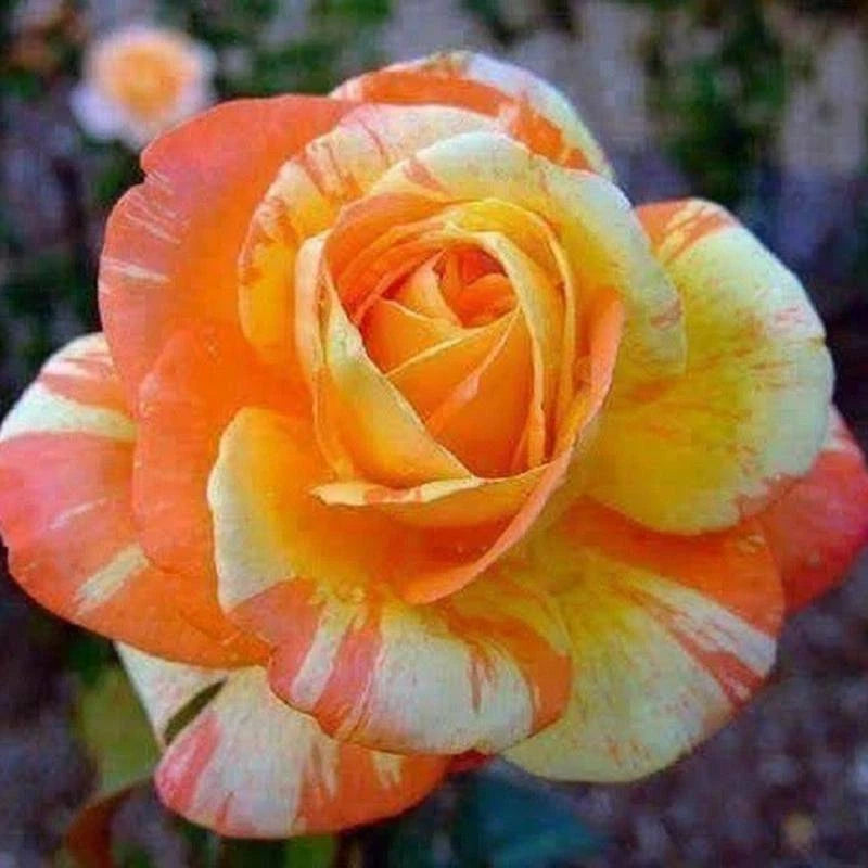 Seeds Flowers Orange Rose Fragrant Blooms Perennial Plant Home Garden