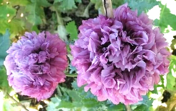 Polyphyll Purple Tree Peony Paeonia Suffruticosa – Perennial Flower Seeds
