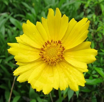Lanceleaf Tickseed Coreopsis Lanceolata Perennial Flower Seeds
