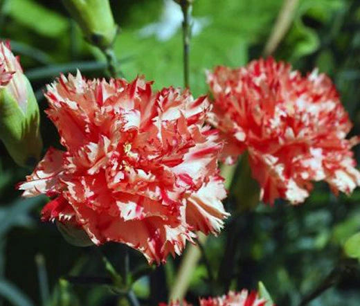Carnation Chabaud Avranchin Dianthus Caryophyllus – Dwarf Garden Flower Seeds