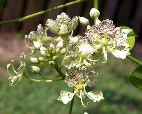 Bauhinia Semla Flowering Orchid Flower Seeds for Planting