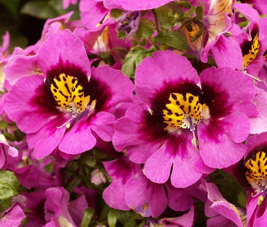 Butterfly Flower Angel Wings Schizanthus x Wisetonensis – Colorful Garden Flower Seeds