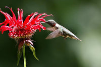 Bee Balm Monarda Didyma – Mixed Color Flower Seeds