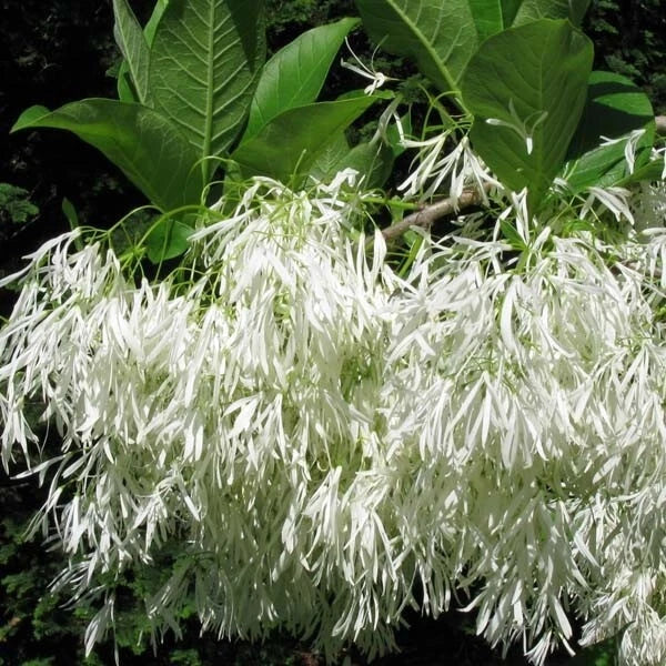Chionanthus Virginicus Tree – Flower Seeds