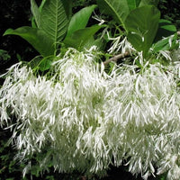 Chionanthus Virginicus Tree – Flower Seeds