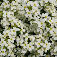 Rockcress – Hardy Wildflower Garden Seeds