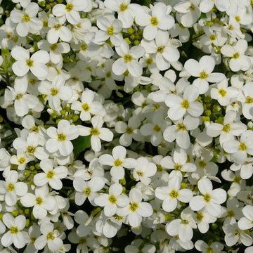 Rockcress – Hardy Wildflower Garden Seeds