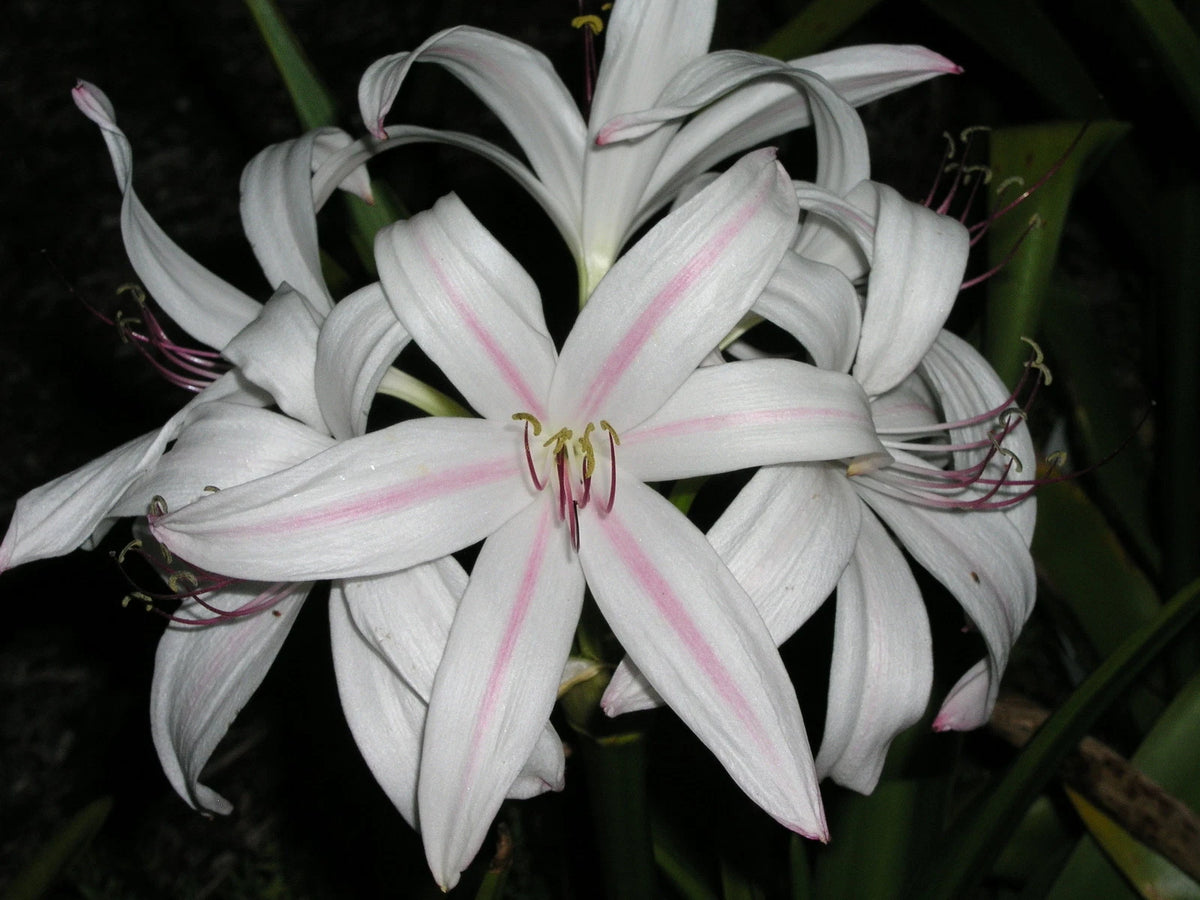 Crinum Lily Royal – Garden Flower Seeds
