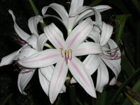 Crinum Lily Royal – Garden Flower Seeds