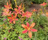 Blackberry Lily Iris Domestica – Leopard Flower Perennial Seeds
