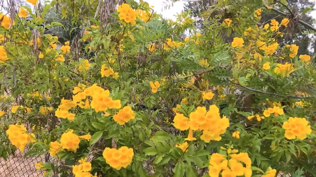 Tecoma Stans Yellow Elder – Trumpet Flowering Shrub Seeds
