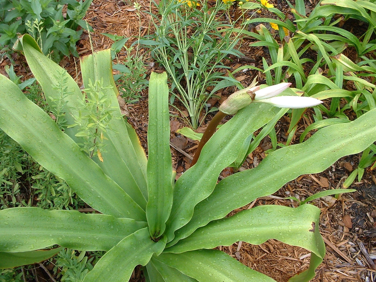 Crinum Lily White – Fragrant Flower Seeds