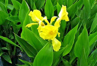 Dwarf Yellow Canna – Compact Garden Flower Seeds