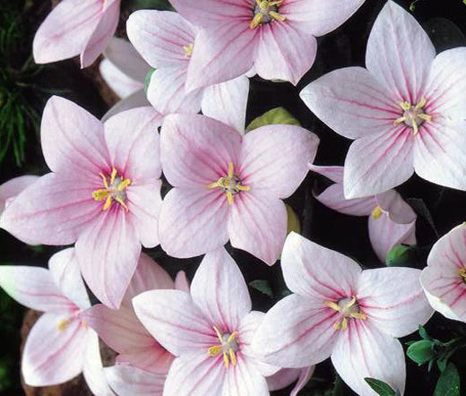 Balloon Flower Rose Platycodon Grandiflorus – Colorful Garden Flower Seeds