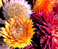 Strawflower Mix Colorful Garden Flower Seeds
