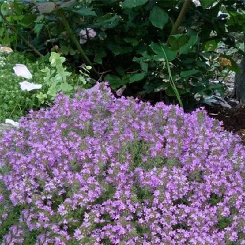 THYMUS SERPYLLUM SEEDS - CREEPING THYME WILD BRECKLAND THYME SEEDS - Herb Seeds
