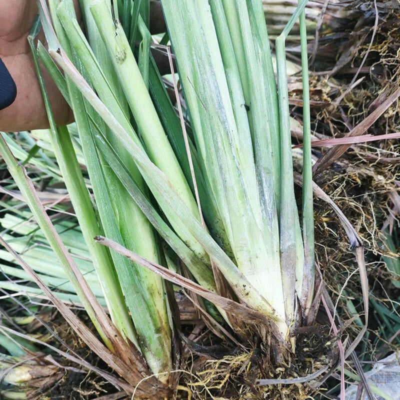 Lemongrass – Perennial Herb and Insect Repellent Seeds