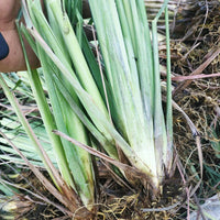 Lemongrass – Perennial Herb and Insect Repellent Seeds
