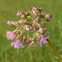 Wild Four O’Clock – Hardy Wildflower Garden Seeds