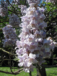 Paulownia Fortunei Flowering Edible Tree Seeds