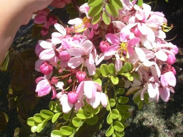 Cassia Javanica Pink Shower Fragrant Tree – Flower Seeds Fragrant – Product Image