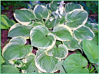 Christmas Tree Hosta – Perennial Shade Tolerant Garden Flower Seeds